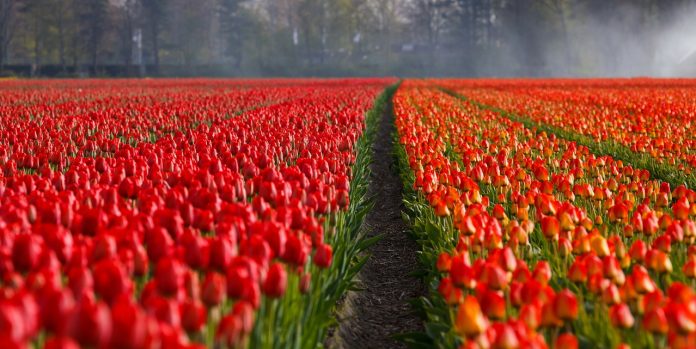 champ de tulipes