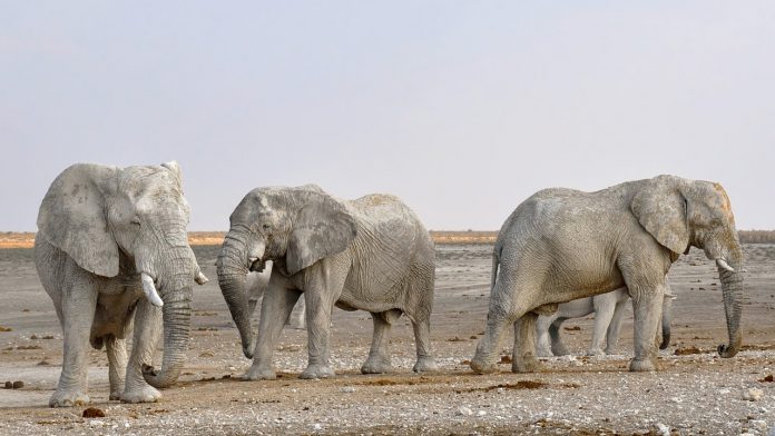 éléphants